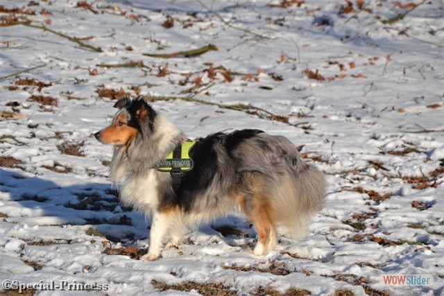 Abby in de sneeuw
