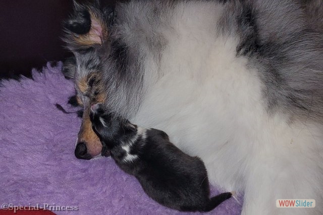 Amaura bij mama