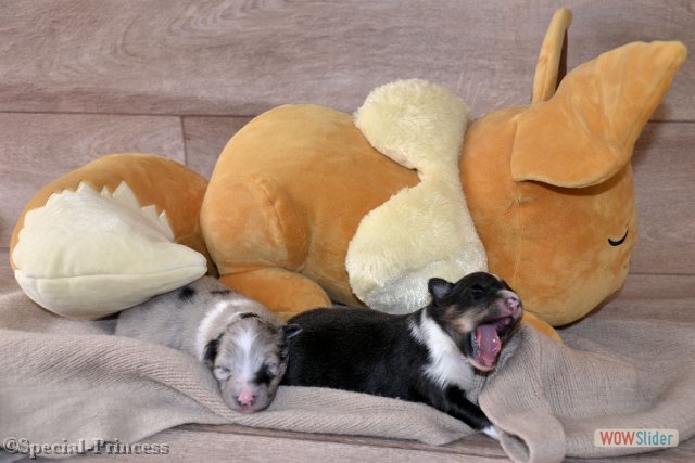 Pokémon photoshoot tijd