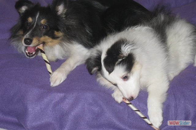 Puppy Snowy met vriendin Senna